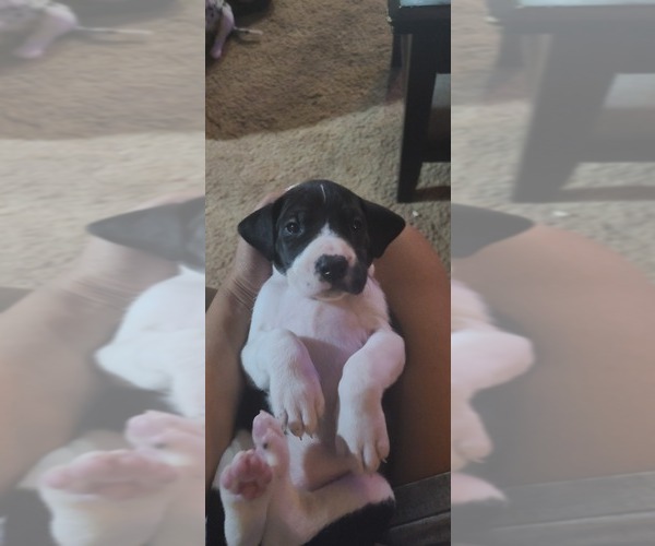 Medium Photo #1  Breeder Profile in UNION STAR, MO, USA