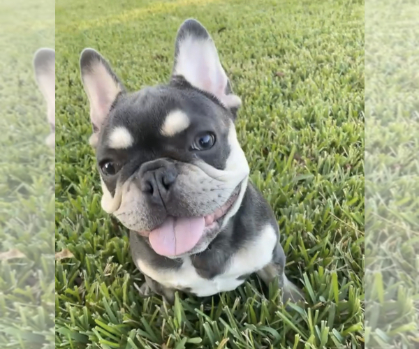 Medium Photo #1  Breeder Profile in HOUSTON, TX, USA