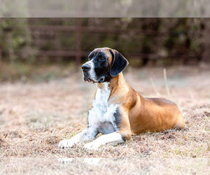 Great Dane Dog Breeder near RHOME, TX, USA