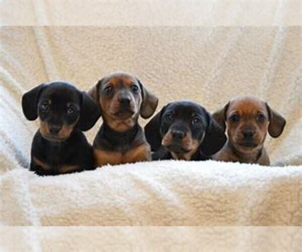 Medium Photo #1  Breeder Profile in STOCKTON, MO, USA