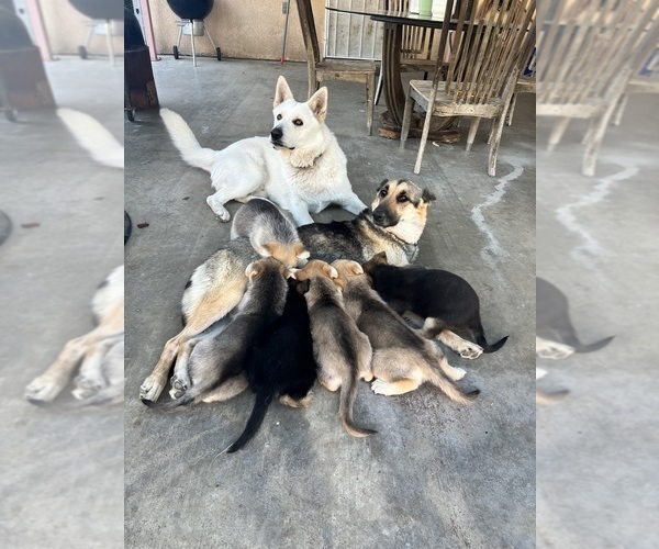 Medium Photo #1  Breeder Profile in FONTANA, CA, USA