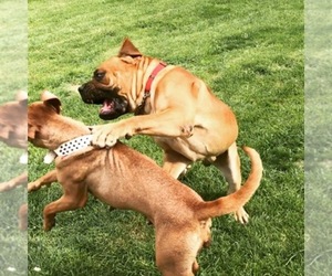 Boerboel Dog Breeder near MYERSTOWN, PA, USA