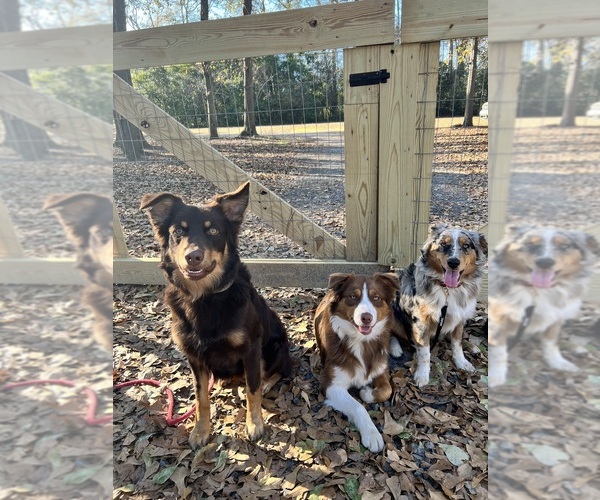 Medium Photo #1  Breeder Profile in GREENEVILLE, TN, USA