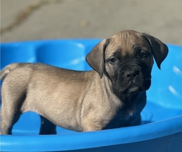 Medium Photo #1  Breeder Profile in STOCKTON, CA, USA