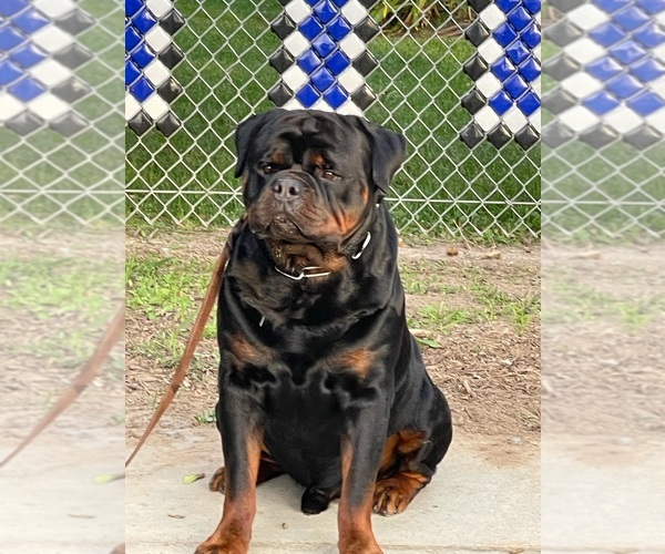 Medium Photo #1  Breeder Profile in CARSON, CA, USA