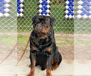 Rottweiler Dog Breeder near CARSON, CA, USA