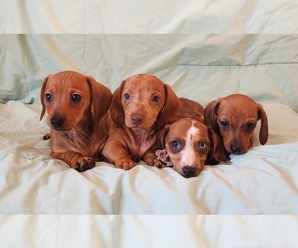 Medium Photo #2  Breeder Profile in ROY, WA, USA