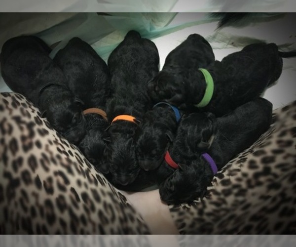 Medium Photo #1  Breeder Profile in WEATHERFORD, TX, USA