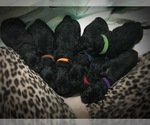 Small breeder photo