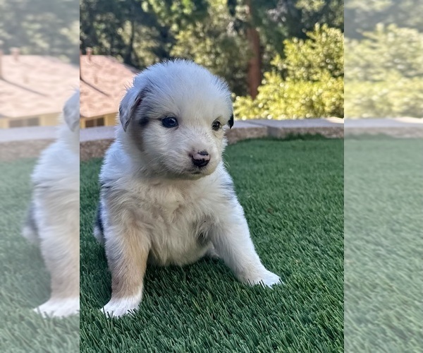 Medium Photo #9  Breeder Profile in CRESTLINE, CA, USA