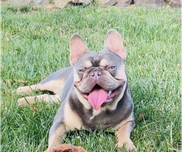 Medium Photo #1  Breeder Profile in WEST BERLIN, NJ, USA
