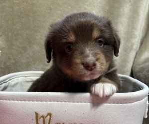 Aussiedoodle Miniature  Dog Breeder near SANDWICH, MA, USA