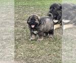 Small #34 Breeder Profile image