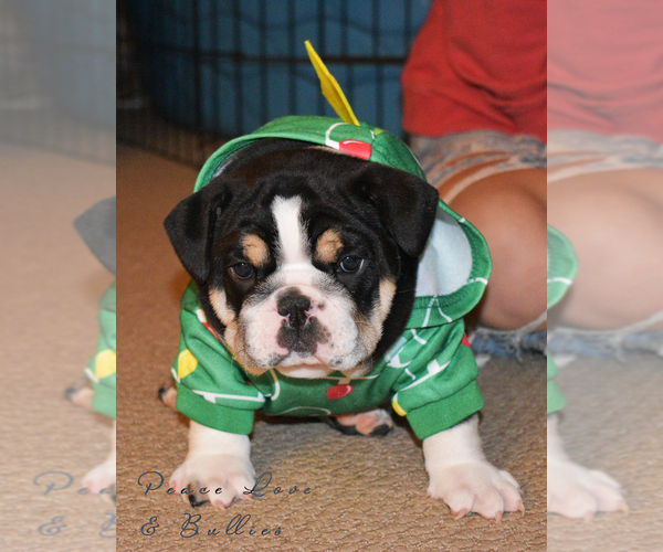Medium Photo #1  Breeder Profile in DERBY, KS, USA