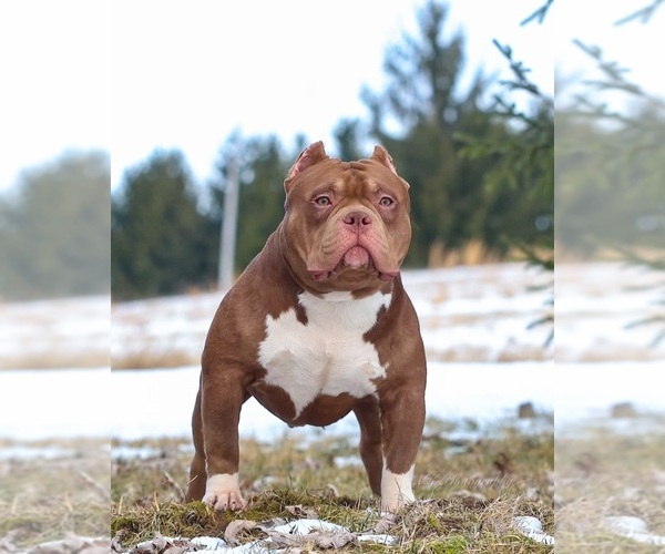 Medium Photo #7  Breeder Profile in URBANA, OH, USA