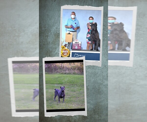 Medium Photo #3  Breeder Profile in DETROIT, MI, USA
