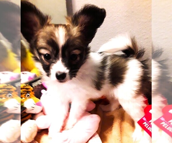 Medium Photo #1  Breeder Profile in CHEYENNE, WY, USA