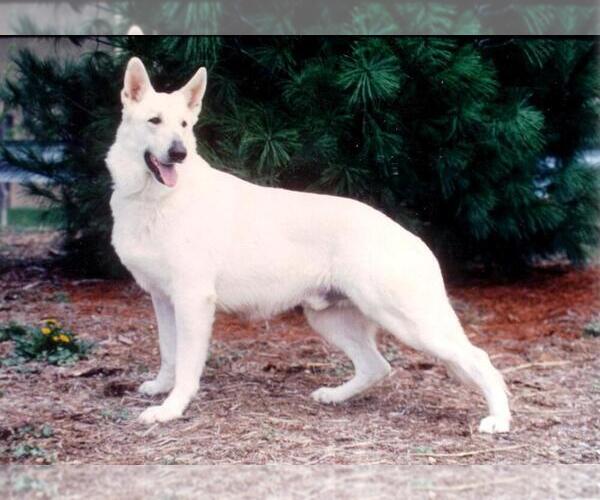 Medium Photo #10  Breeder Profile in CECILIA, KY, USA