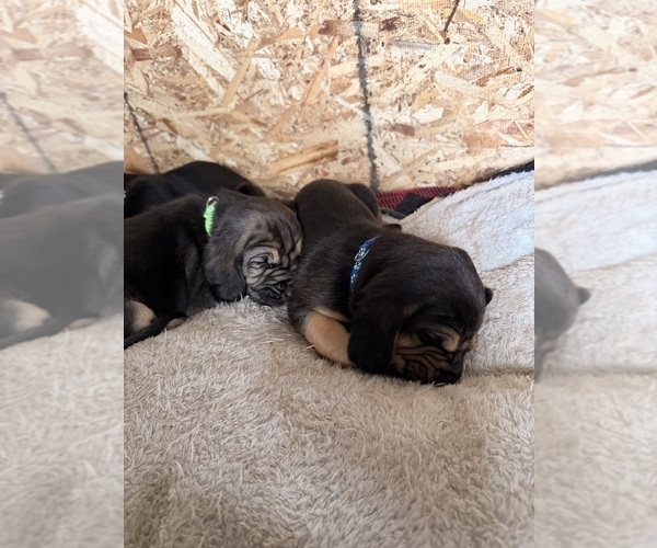 Medium Photo #4  Breeder Profile in LITTLETON, CO, USA