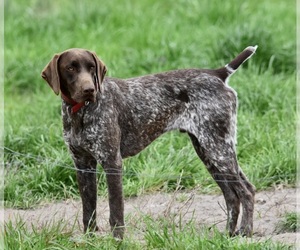 German Shorthaired Pointer Dog Breeder near WARSAW, NC, USA