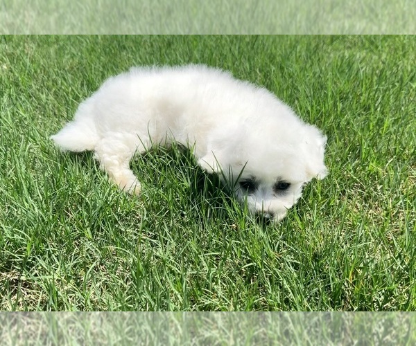 Medium Photo #9  Breeder Profile in PELZER, SC, USA