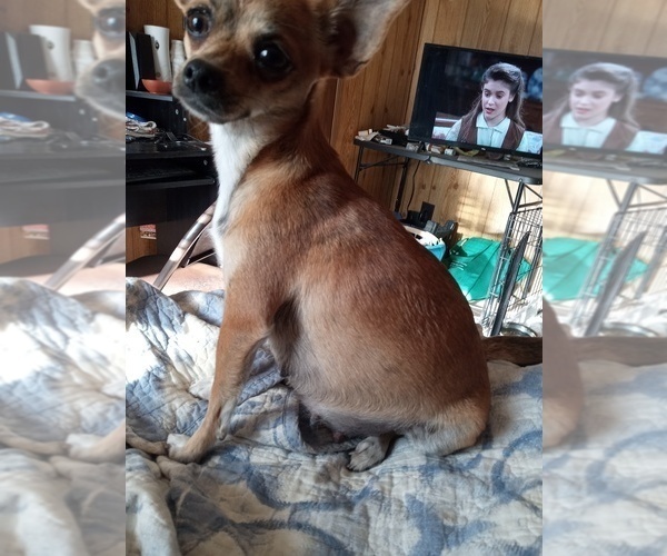 Medium Photo #8  Breeder Profile in SHALLOTTE, NC, USA