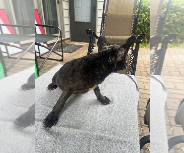 Medium Photo #3  Breeder Profile in FORT WAYNE, IN, USA