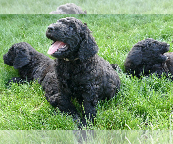 Medium Photo #19  Breeder Profile in ROY, UT, USA