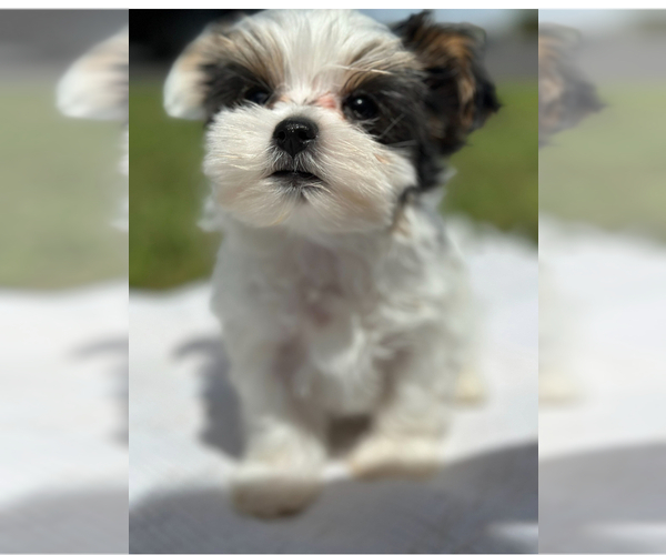 Medium Photo #9  Breeder Profile in FRESNO, CA, USA