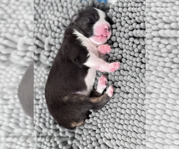 Medium Photo #5  Breeder Profile in JACOBSTOWN, NJ, USA