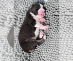 Small #4 Breeder Profile image