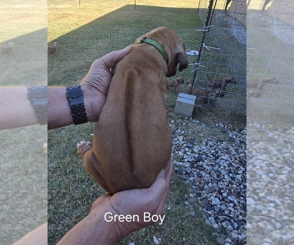 Medium Photo #37  Breeder Profile in ALBA, TX, USA