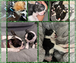 Small #4 Breeder Profile image