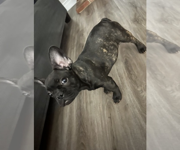 Medium Photo #7  Breeder Profile in DOWNEY, CA, USA