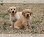 Small Photo #1  Breeder Profile in CLEMENTS, MD, USA