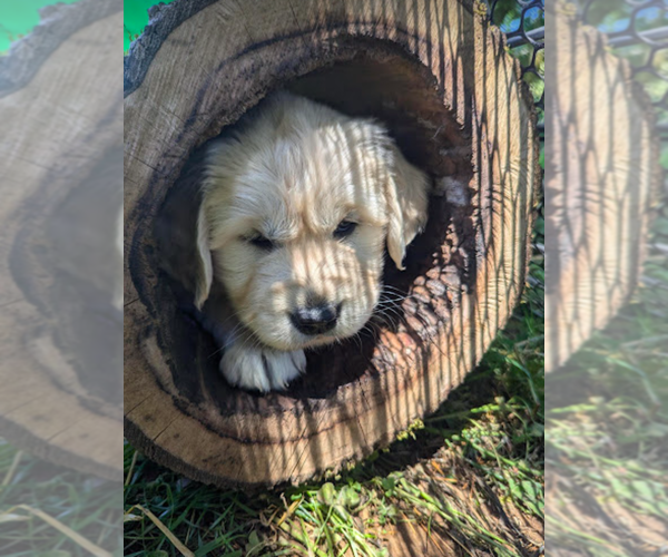 Medium Photo #12  Breeder Profile in JUNCTION CITY, OR, USA