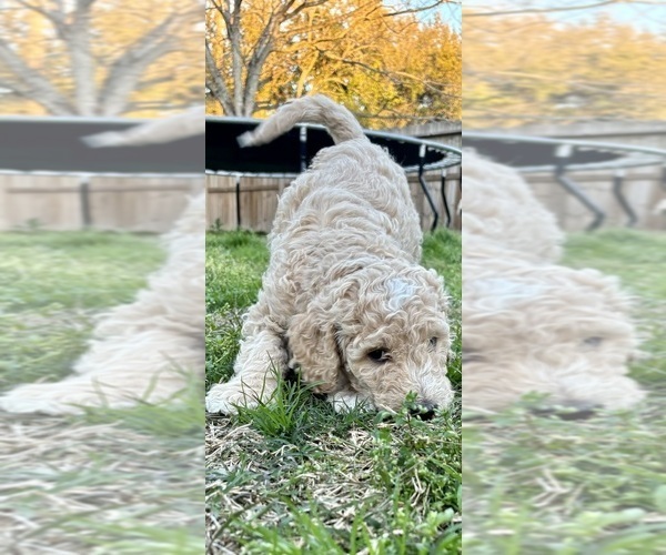 Medium Photo #1  Breeder Profile in HOUSTON, TX, USA