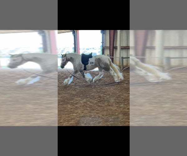 Medium Photo #26  Breeder Profile in SHERMAN, TX, USA