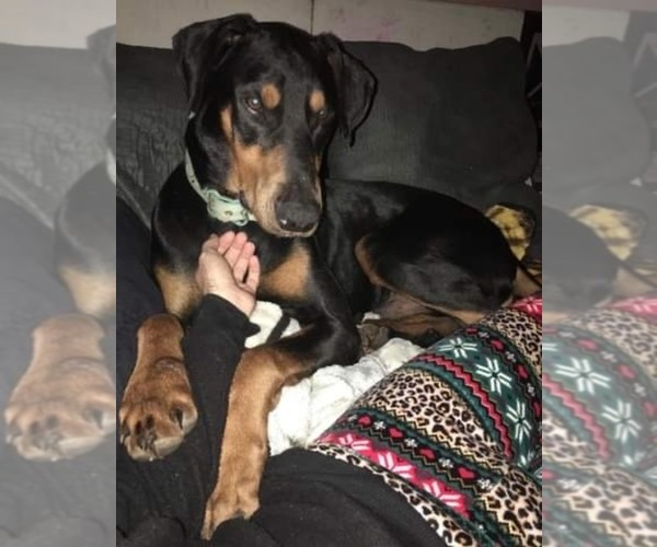 Medium Photo #1  Breeder Profile in IVA, SC, USA