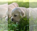 Small #1 Breeder Profile image