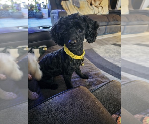 Medium Photo #67  Breeder Profile in NEENAH, WI, USA