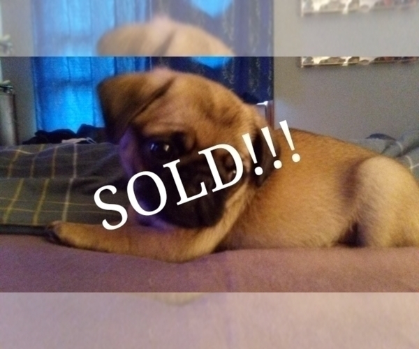Medium Photo #17  Breeder Profile in CINCINNATI, OH, USA
