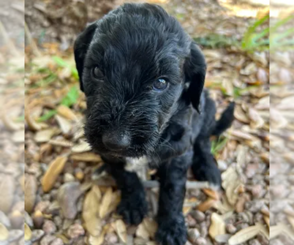 Medium Photo #14  Breeder Profile in GILBERT, AZ, USA