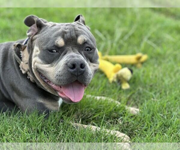Medium Photo #6  Breeder Profile in HOWE, TX, USA