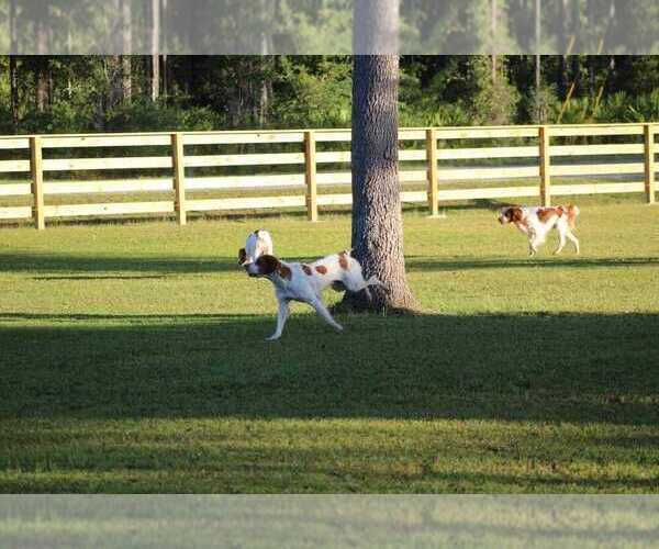 Medium Photo #50  Breeder Profile in HORTENSE, GA, USA