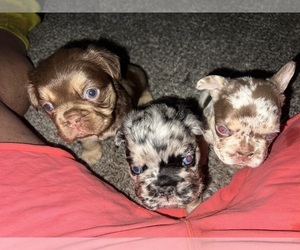 French Bulldog Dog Breeder near AKRON, OH, USA