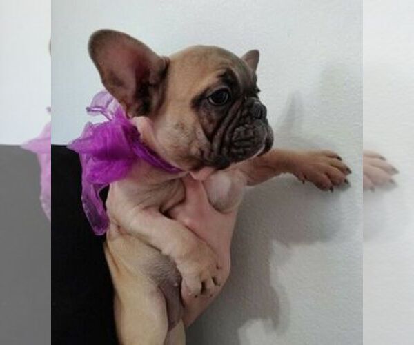 Medium Photo #1  Breeder Profile in LOS ANGELES, CA, USA