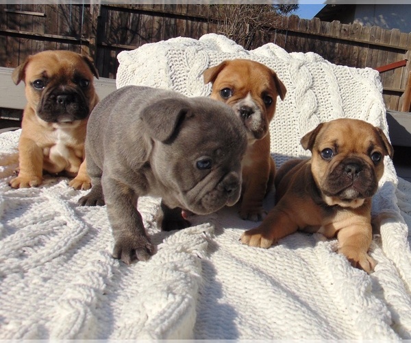 Medium Photo #1  Breeder Profile in MODESTO, CA, USA