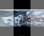 Small #12 Breeder Profile image