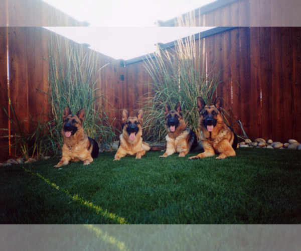Medium Photo #1  Breeder Profile in TACOMA, WA, USA